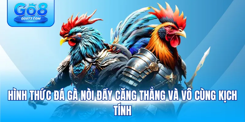 Hình thức đá gà nòi đầy căng thẳng và vô cùng kịch tính